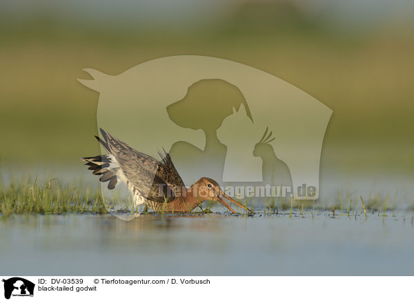 black-tailed godwit / DV-03539