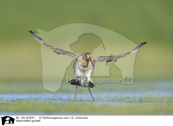 black-tailed godwit / DV-03541