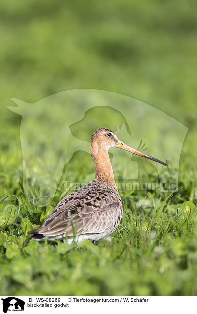 Uferschnepfe / black-tailed godwit / WS-08269