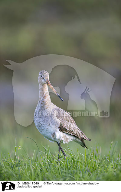 black-tailed godwit / MBS-17549