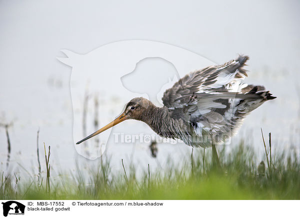 black-tailed godwit / MBS-17552