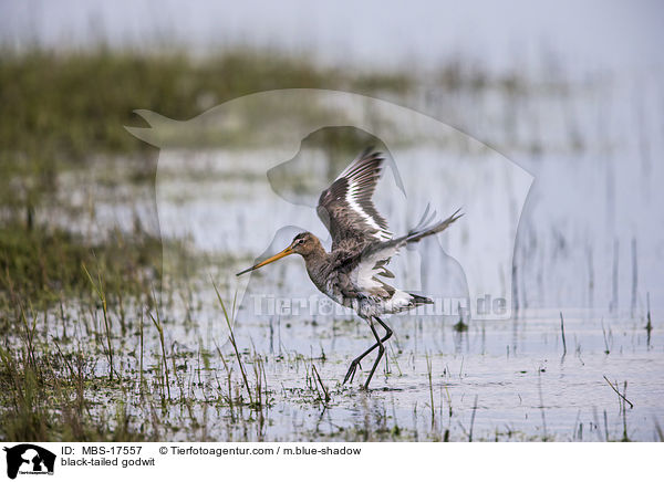 Uferschnepfe / black-tailed godwit / MBS-17557
