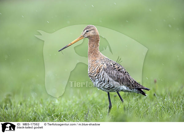 Uferschnepfe / black-tailed godwit / MBS-17562