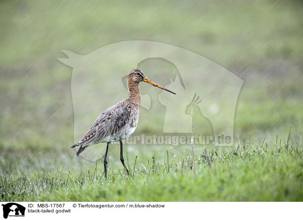 Uferschnepfe / black-tailed godwit / MBS-17567