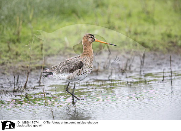 Uferschnepfe / black-tailed godwit / MBS-17574