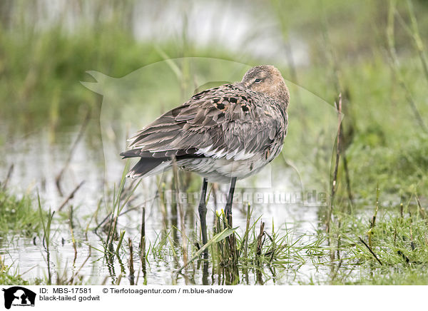 Uferschnepfe / black-tailed godwit / MBS-17581