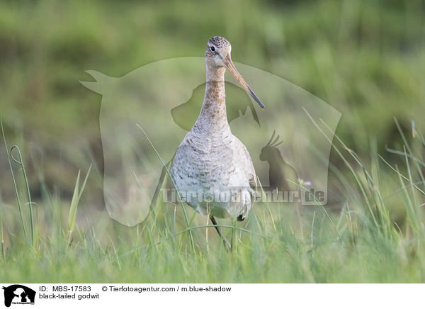 Uferschnepfe / black-tailed godwit / MBS-17583
