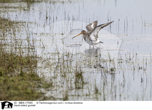 black-tailed godwit / MBS-17585