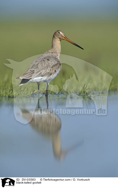 Uferschnepfe / black-tailed godwit / DV-03583