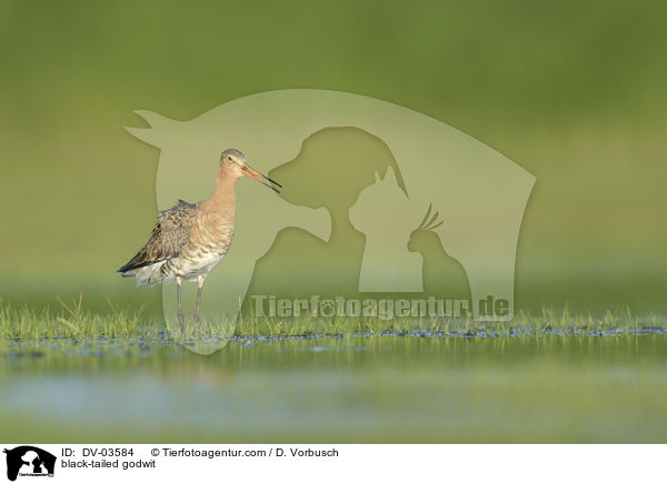 black-tailed godwit / DV-03584