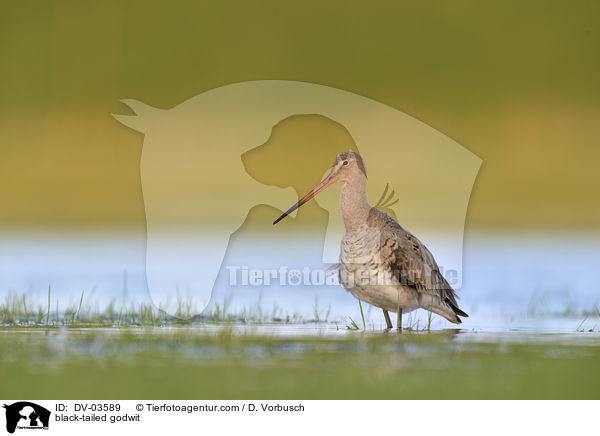 black-tailed godwit / DV-03589