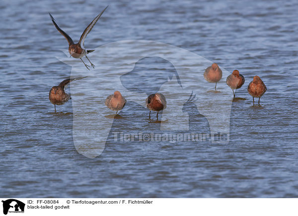 black-tailed godwit / FF-08084