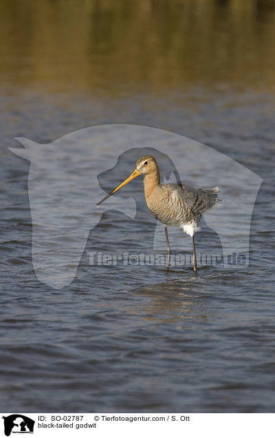 black-tailed godwit / SO-02787