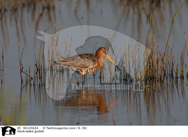 black-tailed godwit / SO-03424