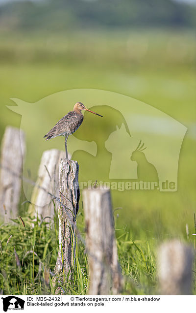 ferschnepfe steht auf Pfahl / Black-tailed godwit stands on pole / MBS-24321