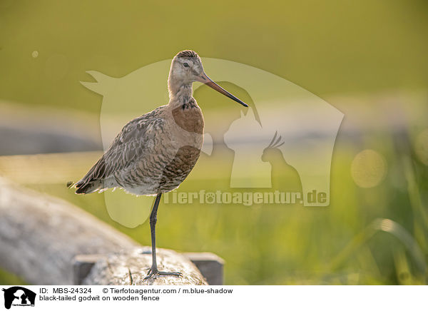 black-tailed godwit on wooden fence / MBS-24324