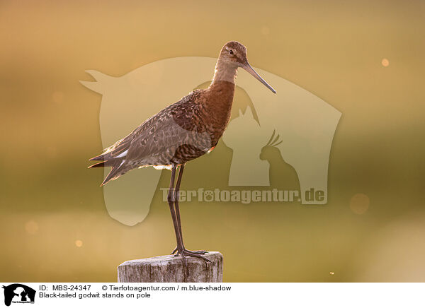 ferschnepfe steht auf Pfahl / Black-tailed godwit stands on pole / MBS-24347