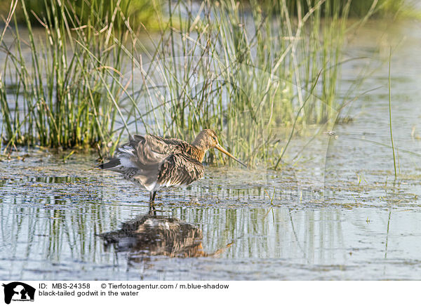 Uferschnepfe im Wasser / black-tailed godwit in the water / MBS-24358