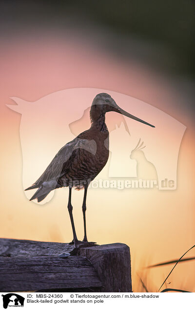 ferschnepfe steht auf Pfahl / Black-tailed godwit stands on pole / MBS-24360