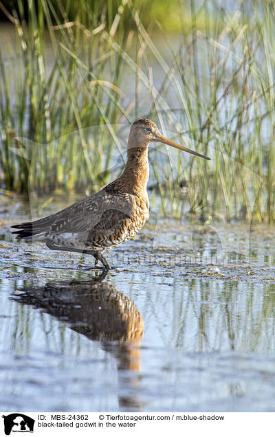 black-tailed godwit in the water / MBS-24362
