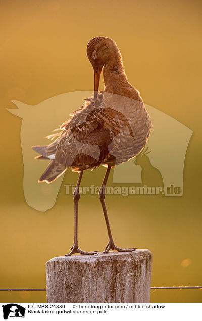 Black-tailed godwit stands on pole / MBS-24380