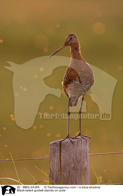 ferschnepfe steht auf Pfahl / Black-tailed godwit stands on pole / MBS-24385