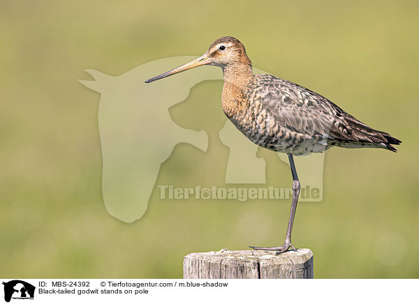Black-tailed godwit stands on pole / MBS-24392