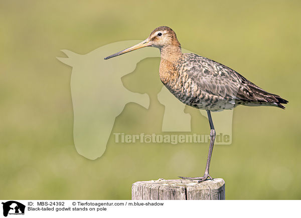 ferschnepfe steht auf Pfahl / Black-tailed godwit stands on pole / MBS-24392