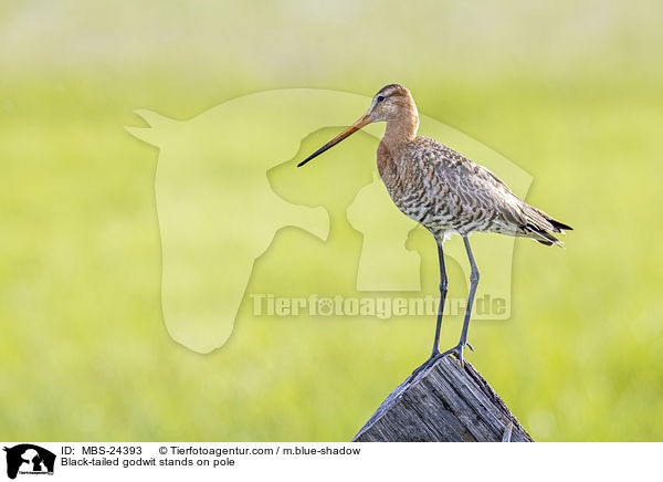 ferschnepfe steht auf Pfahl / Black-tailed godwit stands on pole / MBS-24393