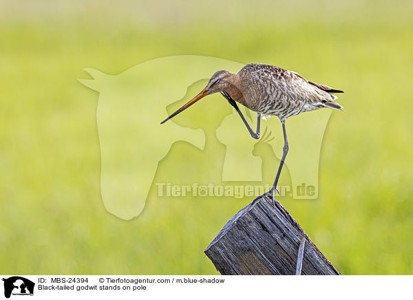 ferschnepfe steht auf Pfahl / Black-tailed godwit stands on pole / MBS-24394