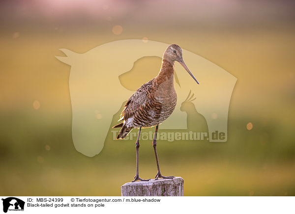 ferschnepfe steht auf Pfahl / Black-tailed godwit stands on pole / MBS-24399