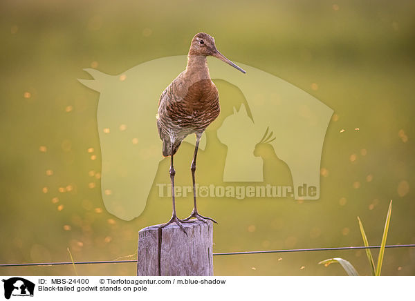 ferschnepfe steht auf Pfahl / Black-tailed godwit stands on pole / MBS-24400