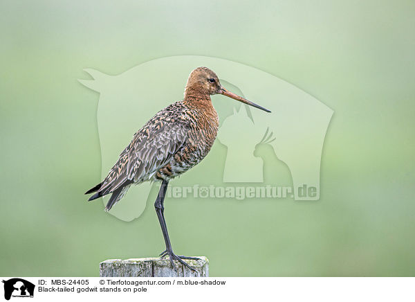 Black-tailed godwit stands on pole / MBS-24405