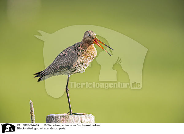 ferschnepfe steht auf Pfahl / Black-tailed godwit stands on pole / MBS-24407