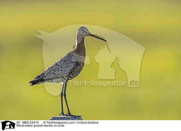 ferschnepfe steht auf Pfahl / Black-tailed godwit stands on pole / MBS-24410