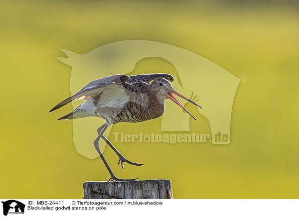 Black-tailed godwit stands on pole / MBS-24411