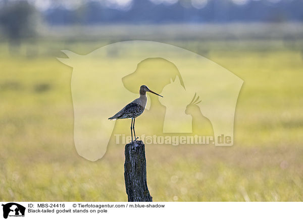 ferschnepfe steht auf Pfahl / Black-tailed godwit stands on pole / MBS-24416