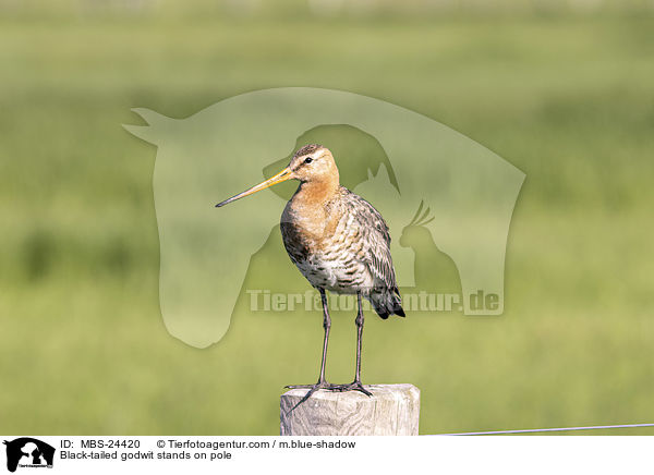ferschnepfe steht auf Pfahl / Black-tailed godwit stands on pole / MBS-24420