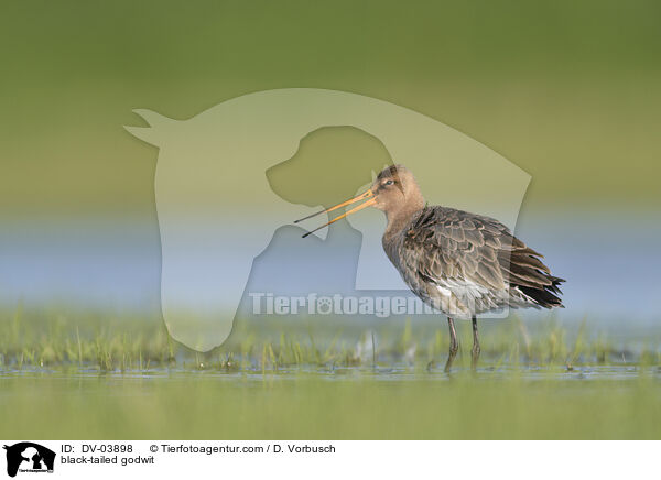 Uferschnepfe / black-tailed godwit / DV-03898