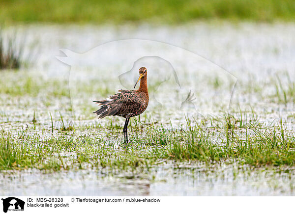 black-tailed godwit / MBS-26328