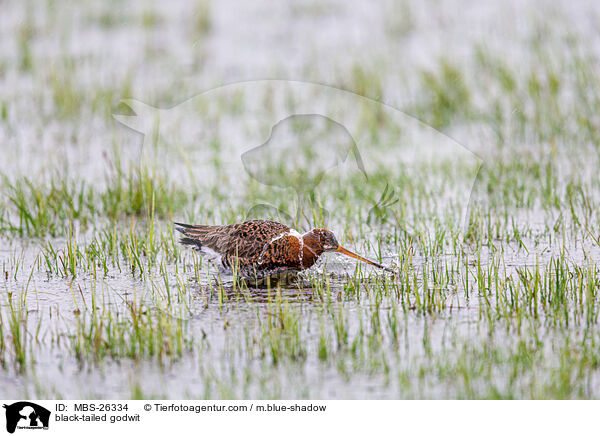 Uferschnepfe / black-tailed godwit / MBS-26334