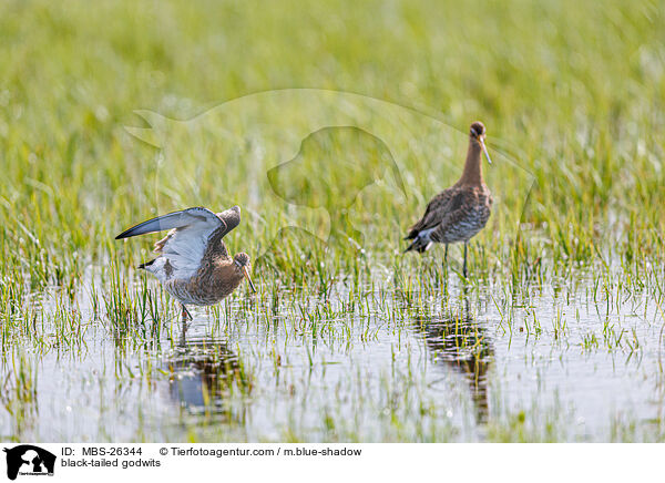 black-tailed godwits / MBS-26344