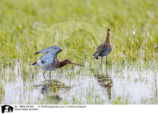 black-tailed godwits / MBS-26345