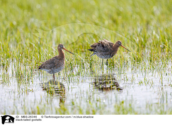black-tailed godwits / MBS-26346