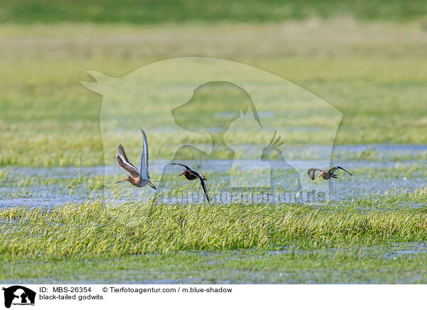 black-tailed godwits / MBS-26354