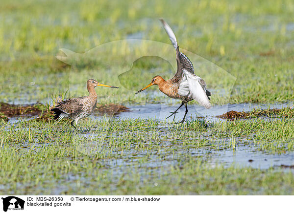 Uferschnepfen / black-tailed godwits / MBS-26358