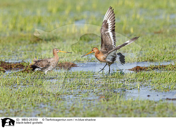 black-tailed godwits / MBS-26359
