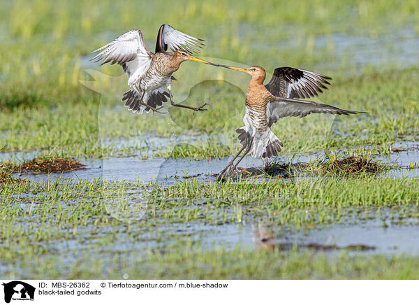 Uferschnepfen / black-tailed godwits / MBS-26362