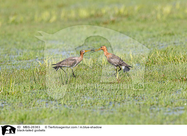 black-tailed godwits / MBS-26363