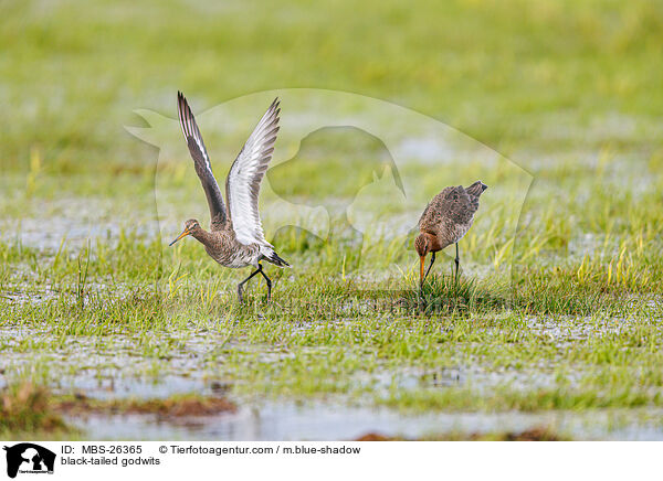 Uferschnepfen / black-tailed godwits / MBS-26365